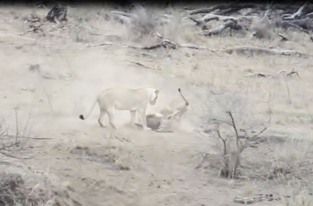 VIDEO: Sư tử đực vô tình cứu lợn rừng thoát khỏi ‘tử thần’