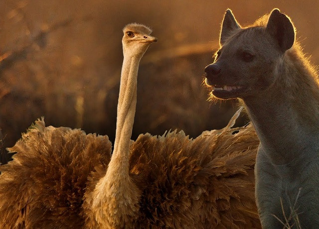 Đà điểu đại chiến linh cẩu để bảo vệ đàn con 