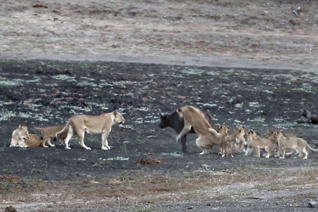 10 con sư tử cùng nhau hành hạ trâu rừng