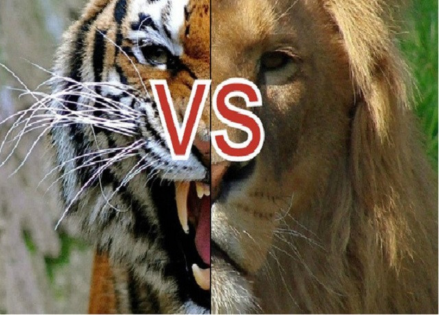 Kịch bản của cuộc chiến giữa sư tử và hổ