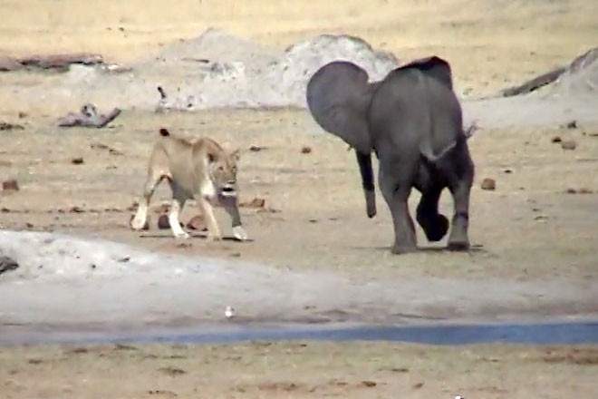 Voi con đối đầu với sư tử.