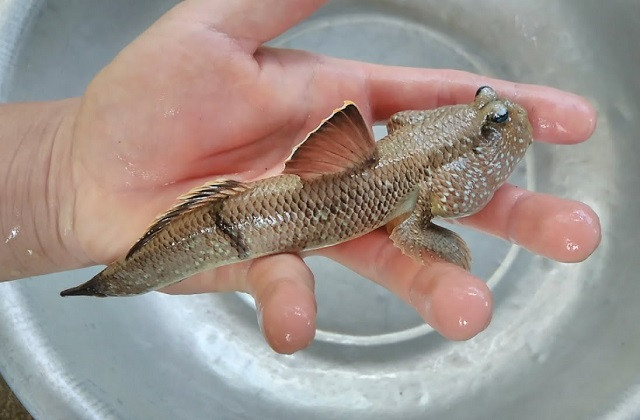 Top 8 loài động vật thú vị và kỳ lạ nhất Việt Nam 