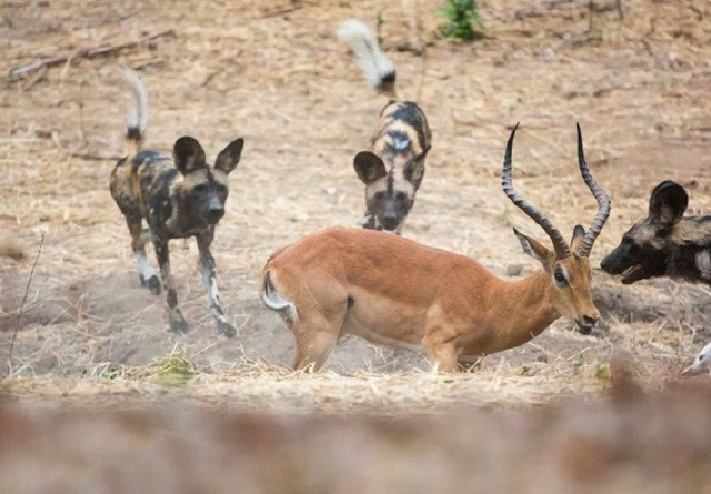 Linh dương thoát chết sau khi bị đàn chó hoang bao vây