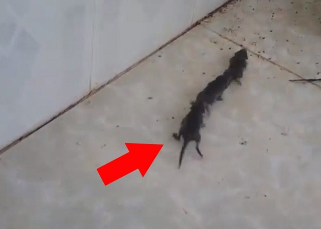 Đàn chuột nối đuôi nhau đi một cách trật tự