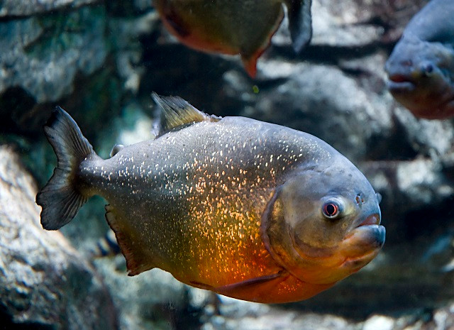 Cận cảnh màn xâu xé con mồi của cá Piranha bụng đỏ