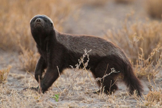 Màn đối mặt sư tử 'cực gắt' của lửng mật