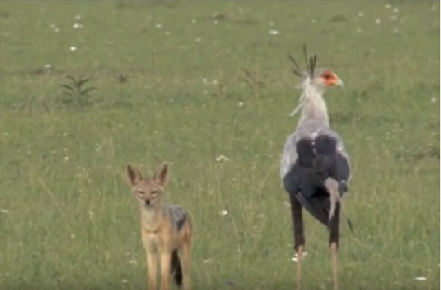 Chó rừng đối mặt chim thư ký