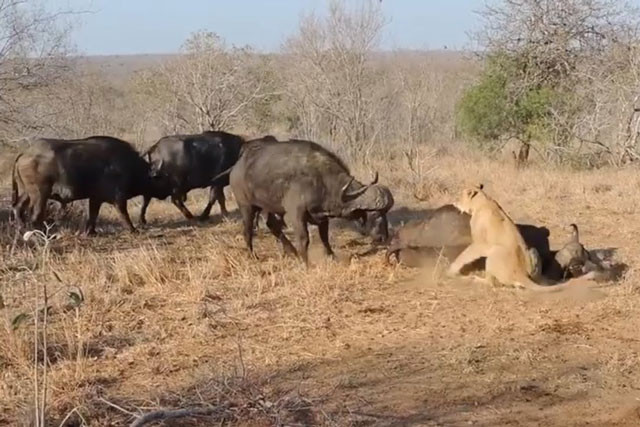 Đàn trâu rừng tới giải cứu đồng loại.