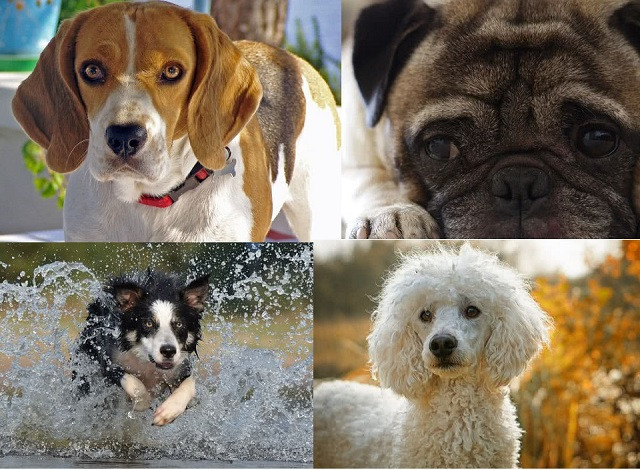 Top 10 giống chó thân thiện nhất thế giới
