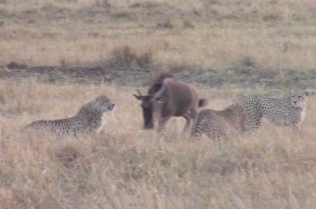 Linh dương đầu bò dũng mãnh chiến đấu với 4 con báo