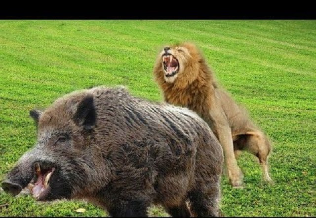 Sư tử di chuyển không tiếng động, lợn lòi bị tóm gọn