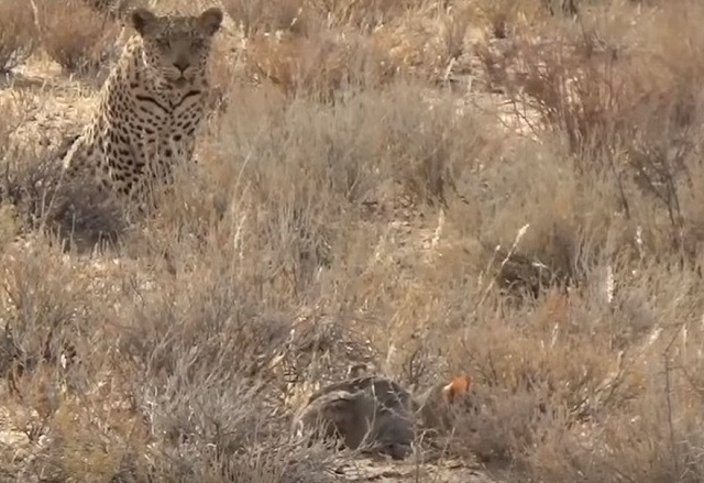 Mèo hoang từ kẻ đi săn trở thành kẻ bị săn 