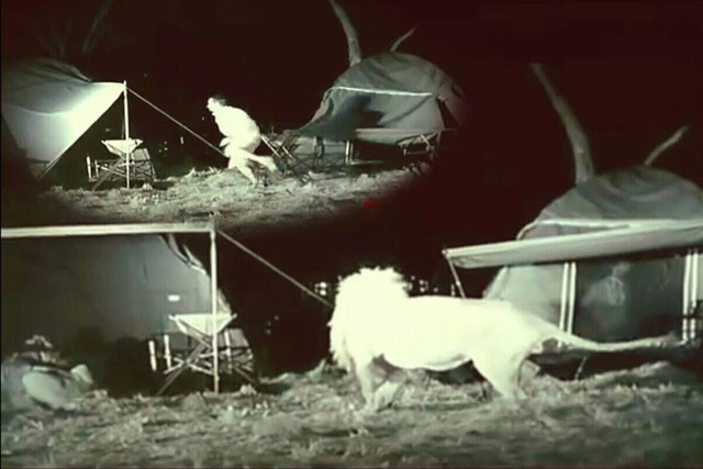 Các du khách hoảng sợ khi bị sư tử tấn công.