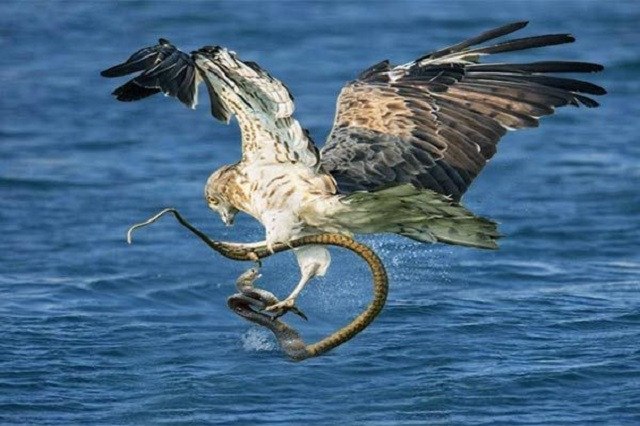 Màn săn rắn biển đỉnh cao của đại bàng 