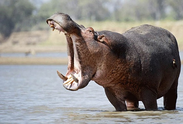 Dám chọc tức cả cá sấu nhưng hà mã lại sợ trâu rừng