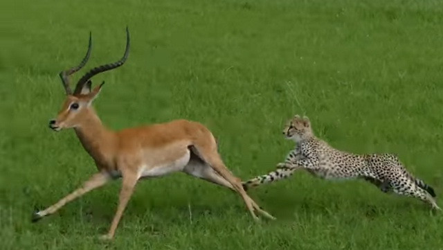 Miếng ăn đến miệng, báo cheetah vẫn bỏ lỡ đáng tiếc