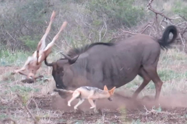 Linh dương đầu bò mẹ húc trúng con non.