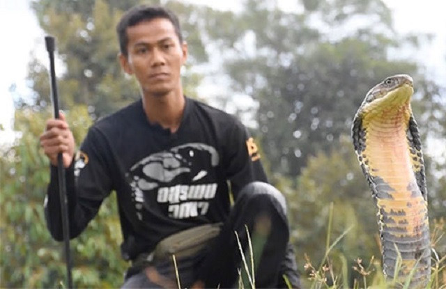 Rắn hổ mang dài 4m bị thu phục 