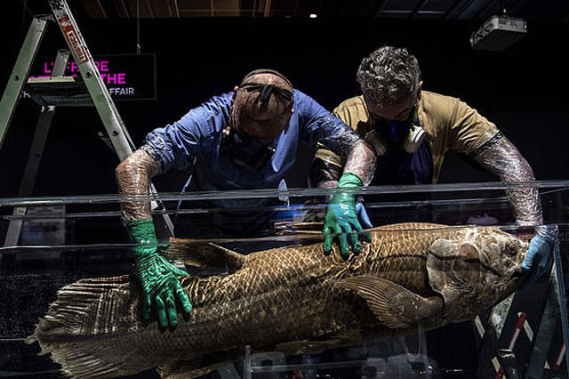 Các nhà cổ sinh vật học tin rằng, loài cá này đã chết vào cuối thời đại Mesozoi cho đến khi một cá thể sống được tìm thấy ở Nam Phi vào năm 1938.