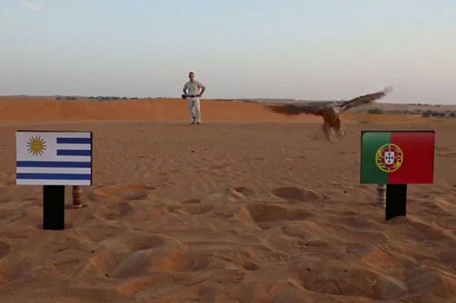 Tiên tri chim cắt dự đoán Bồ Đào Nha sẽ giành chiến thắng trước Uruguay,