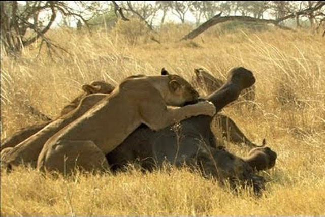 Sư tử đoạt mạng voi rừng.