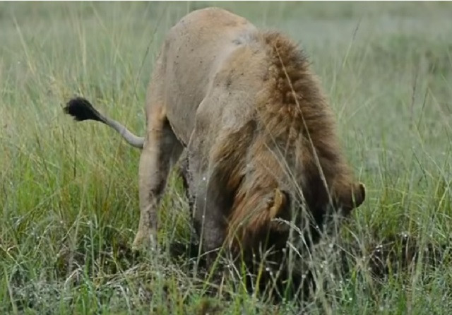 Sư tử đực đào hố, tóm gọn lợn lòi 