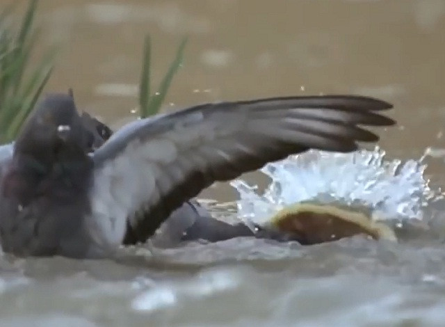 Clip: Bồ câu xấu số bị cá trê dài 2,5m nuối chửng trong nháy mắt