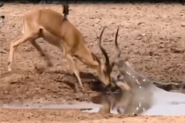 Những màn săn mồi chớp nhoáng của cá sấu