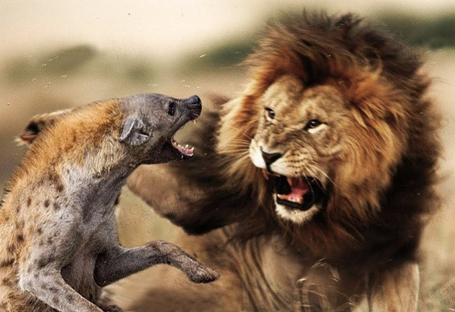 Đi một mình trước đàn sư tử, linh cẩu nhận cái kết đắng