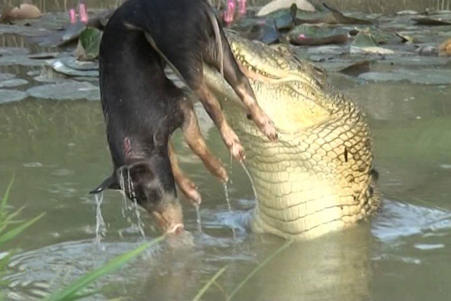 Pha săn mồi với ‘tốc độ bàn thờ’ của cá sấu