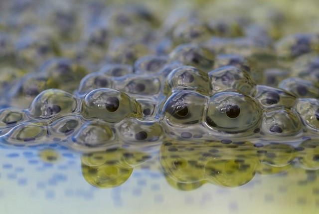 Quá trình biến đổi của trứng ếch 