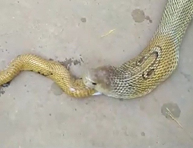 Kỳ dị cảnh con rắn hổ mang nôn ra con rắn hổ mang khác