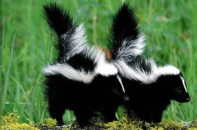 Top 10 loài động vật ‘bốc mùi’ nhất thế giới 