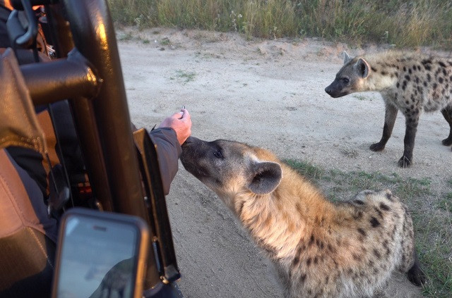 Những con linh cẩu cũng 'dễ thương' và thân thiện với người