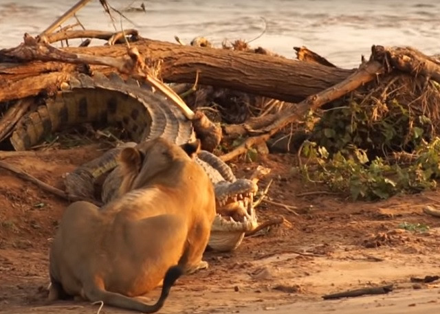 Sư tử cái chạm mặt cá sấu 