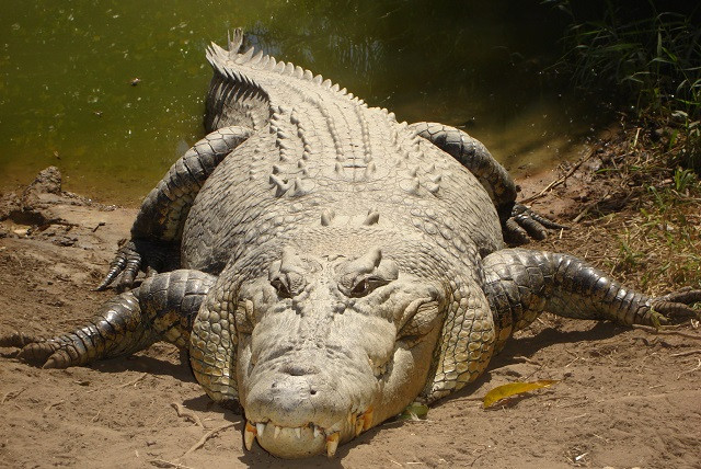 Cá sấu nước mặn bất ngờ xuất hiện tóm gọn Kangaroo