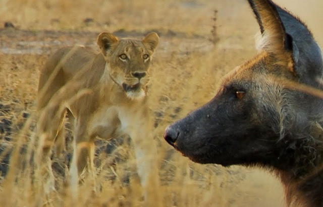 Sư tử tha chết cho chó hoang