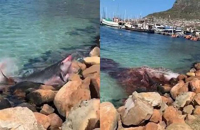 Loài cá biết cách tung 'hỏa mù' để thoát thân 