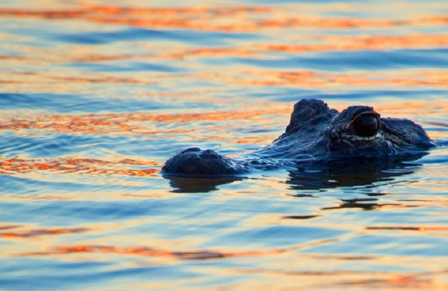 Cá sấu non trở thành bữa ăn 'ngon lành' cho cá sông