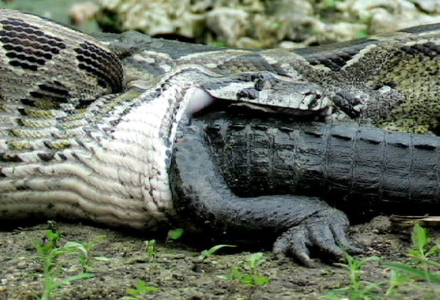 Rùng mình cảnh trăn khổng lồ nuốt chửng cá sấu