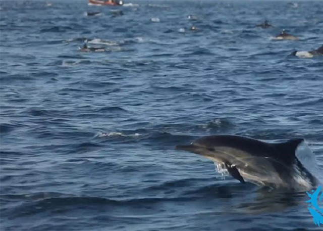 Đàn cá heo hàng trăm con cùng đi săn mồi ở bờ biển nước Mỹ