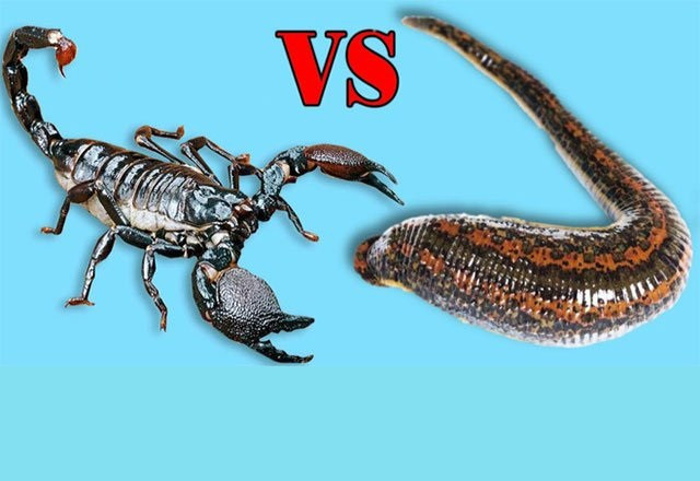 Trận chiến không khoan nhượng giữa đỉa và bọ cạp