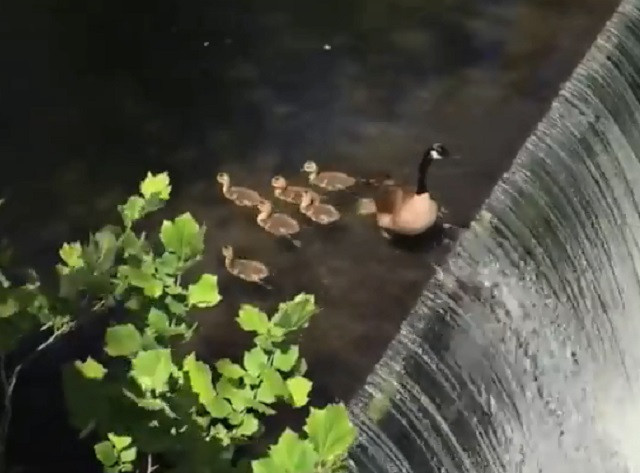 Clip: Nín thở nhìn đàn vịt con vượt qua thác nước