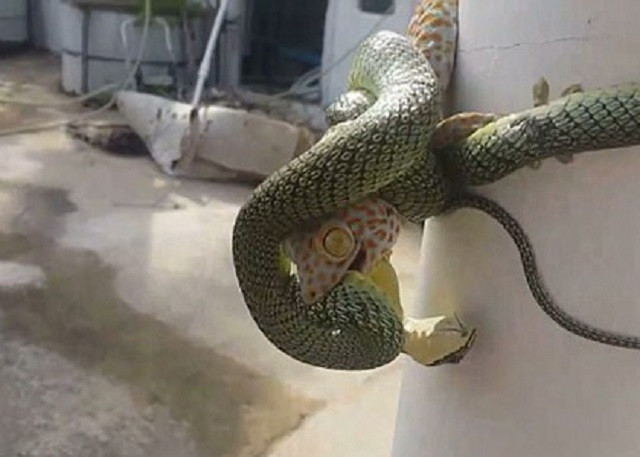 Trận chiến 'bế tắc' giữa rắn cây vàng và tắc kè