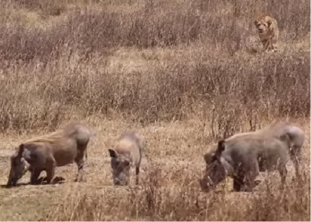 Chăm chú rình mồi nhưng sư tử vẫn không săn được lợn lòi
