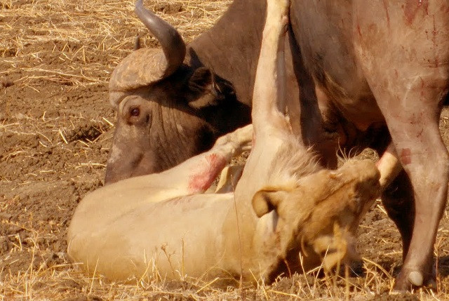 Cận kề cái chết, trâu rừng vẫn thoát hiểm thần kỳ