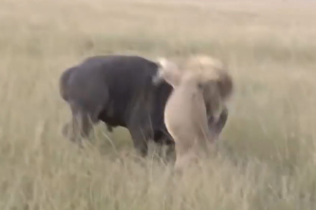 Trâu rừng phản đòi quyết liệt, sư tử bỏ chạy thoát thân