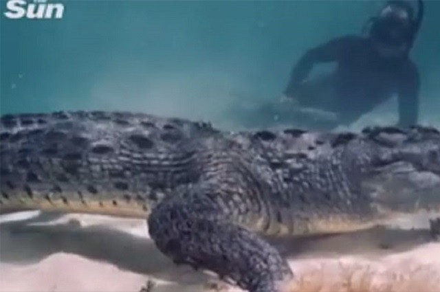 Màn đối mặt ‘rợn người’ giữa thợ lặn và cá sấu khổng lồ