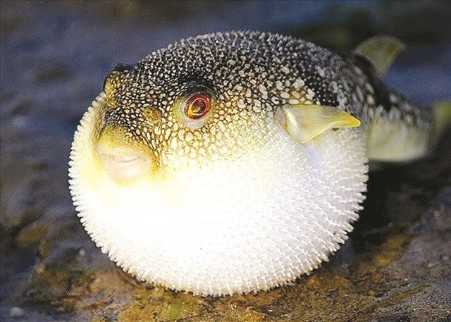 Những loài động vật cả đời chung thủy với một bạn tình