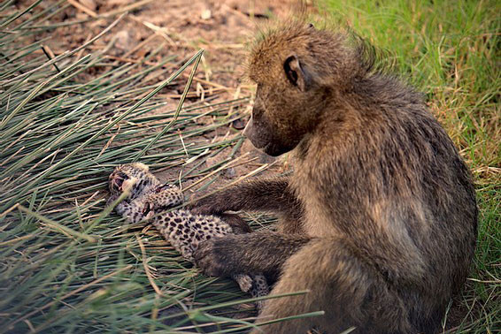 Khỉ đầu chó vô tình giết báo hoa mai con.